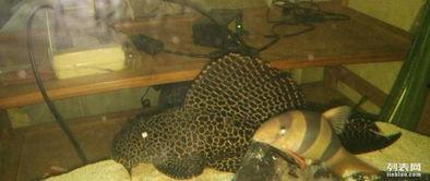 大学清道夫,校园环境守护者与生态平衡的守护者